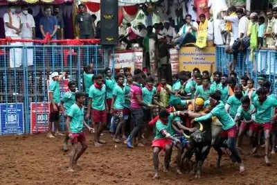 तमिलनाडु में पोंगल समारोह की धूम, हुआ जल्लीकट्टू का आयोजन