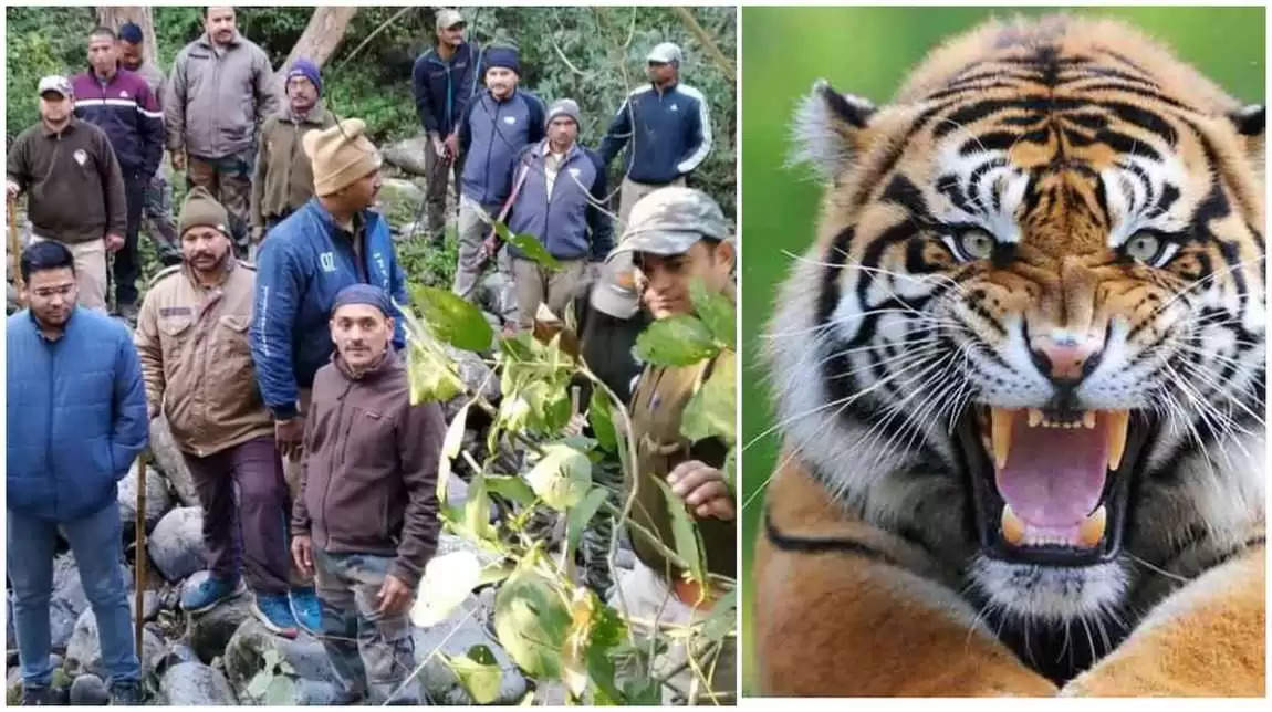 रामनगर - दहशत, नेशनल हाइवे पर बाघ ने किया एक व्यक्ति का किया शिकार, आधा  खाया शव बरामद